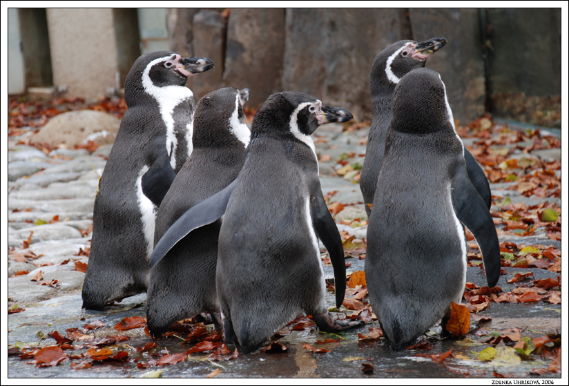 Humbolt´s penguin / Spheniscus humboldti / Tučňák Humboldtův