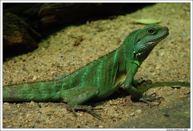 Green water dragon /  Physignathus cocincinus / Agama kočinčinská
