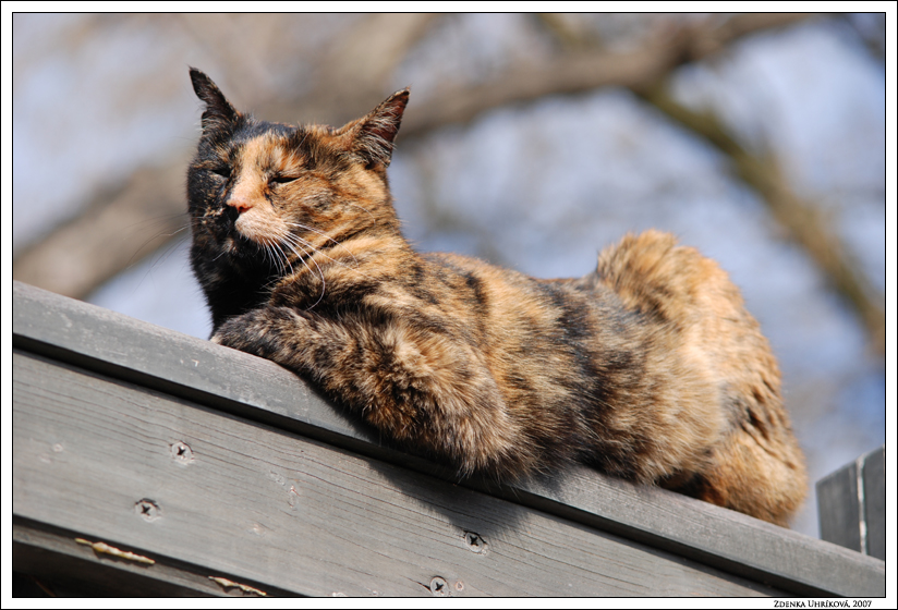 Domestic cat / Felis silvestris catus / Mačka domáca