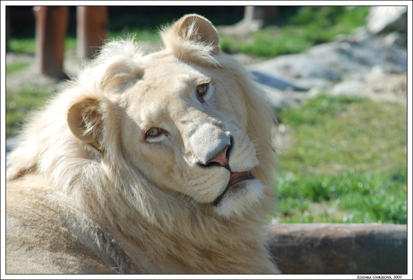 South African lion / Panthera leo krugeri / Lev juhoafrický