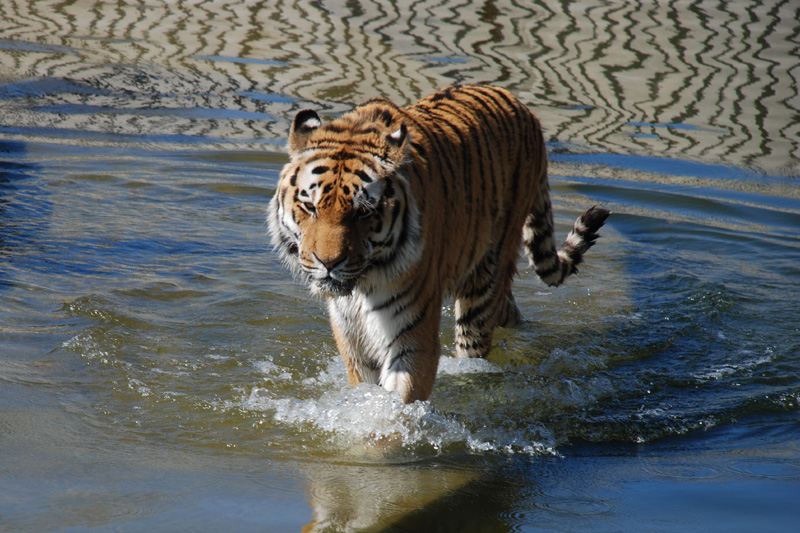 Siberian tiger / Panthera tigris altaica / Tygr ussurijský