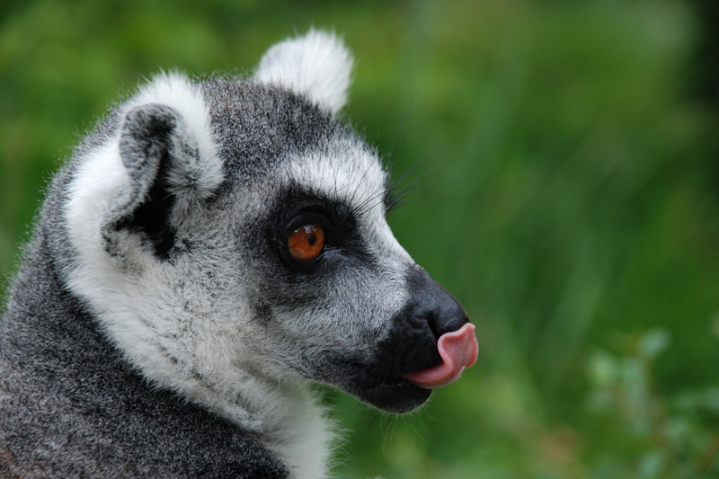 Ring-tailed lemur / Lemur catta / Lemur kata