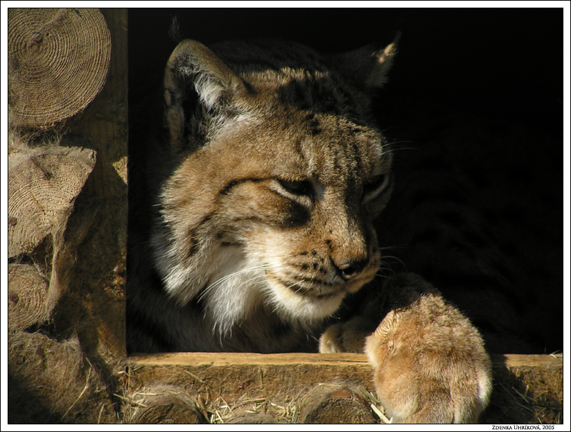 Lynx / Lynx lynx / Rys ostrovid