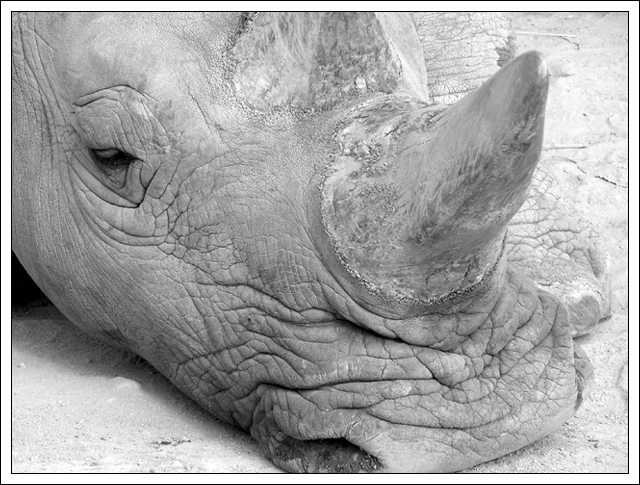 White rhinoceros / Ceratotherium simum simum / Nosorožec tuponosý