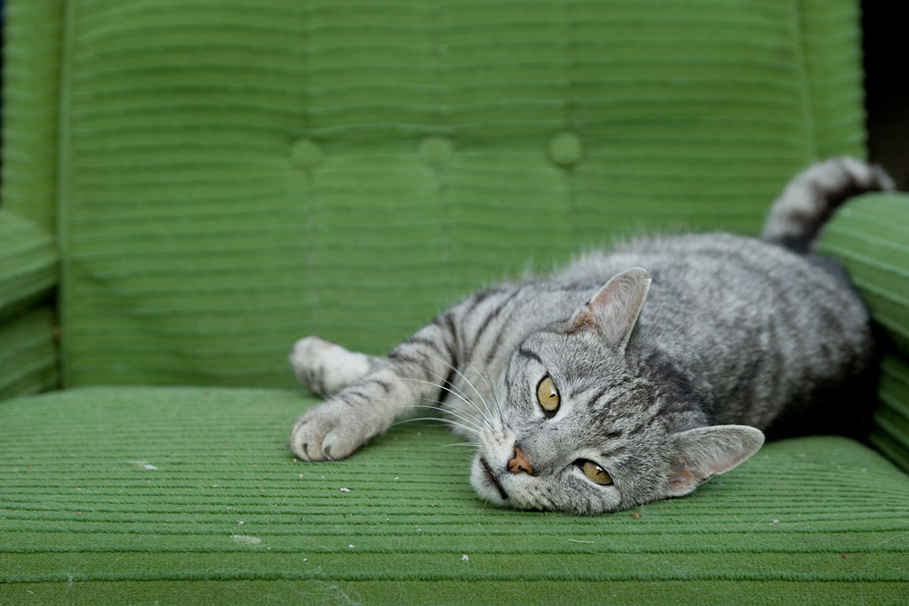 ���a dom�ca II