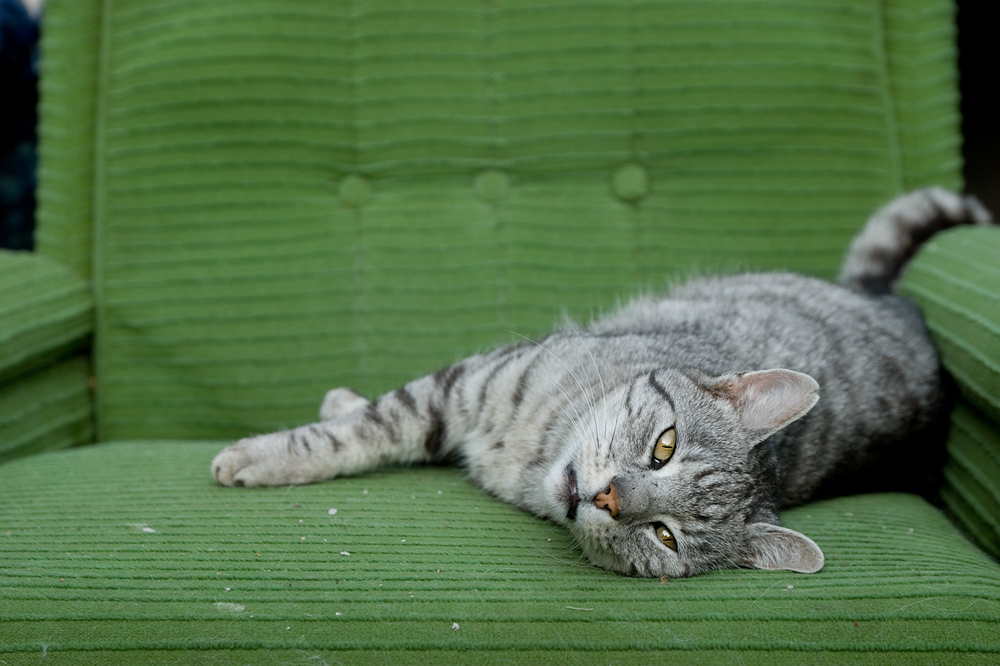 ���a dom�ca III