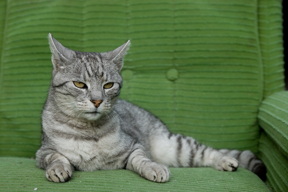 ���a dom�ca IV