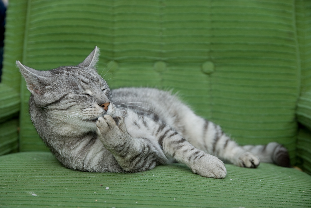 ���a dom�ca VI