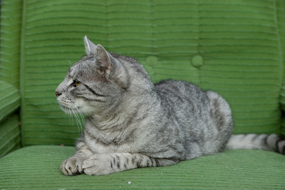 ���a dom�ca VII