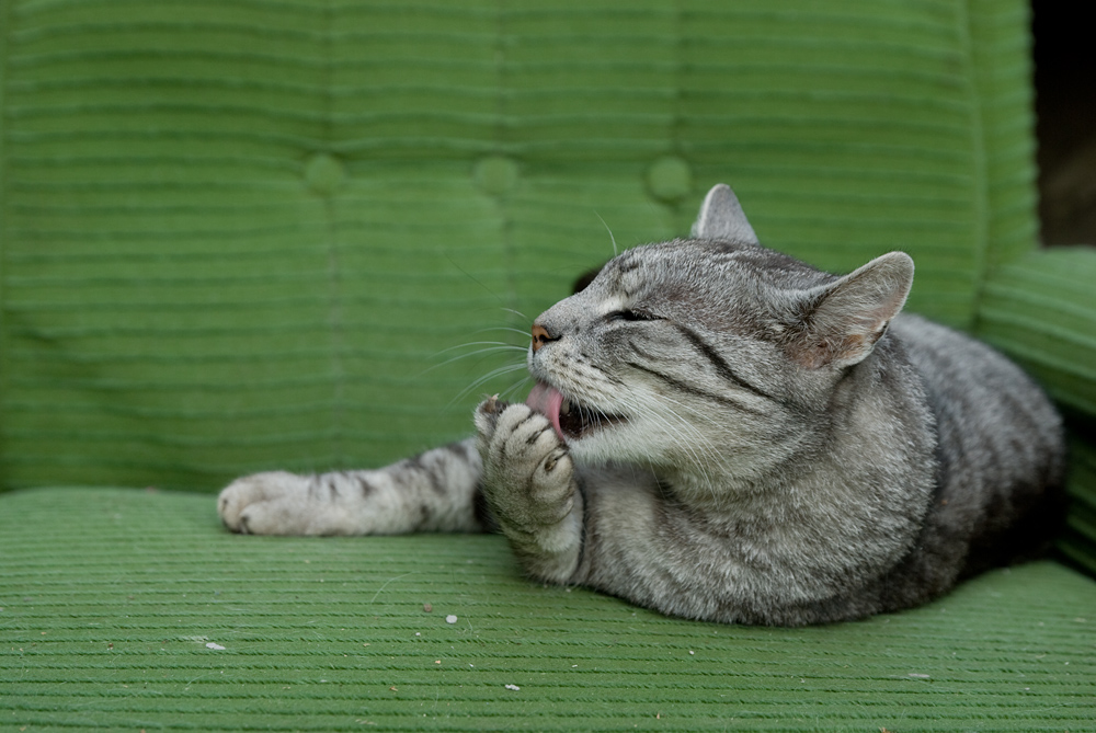 ���a dom�ca VIII