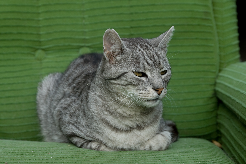 ���a dom�ca IX