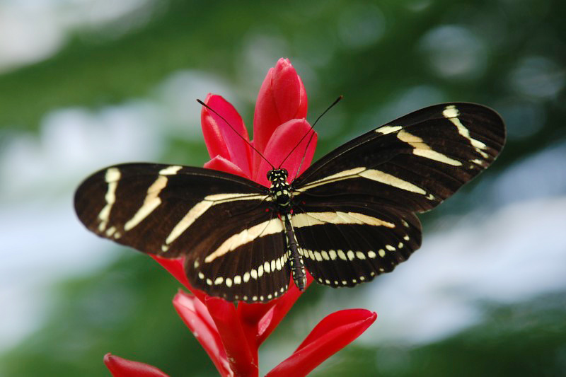 Heliconius charitonius / Zebra Butterfly