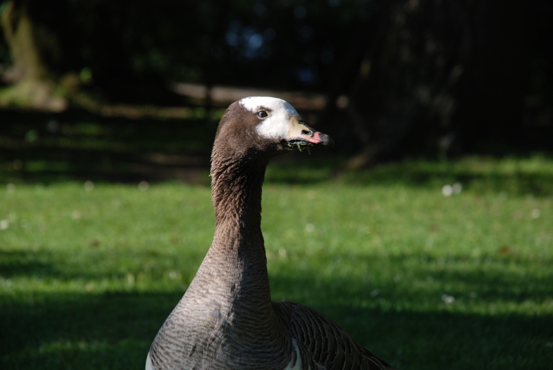 dsc_4223