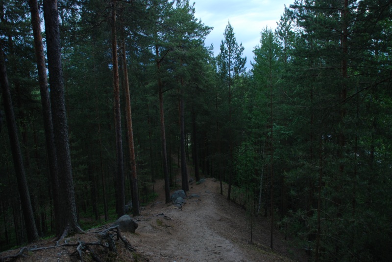 Jyvaskylan forrest