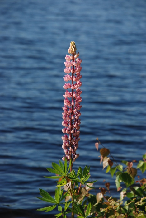 At Jyvasjarvi lake
