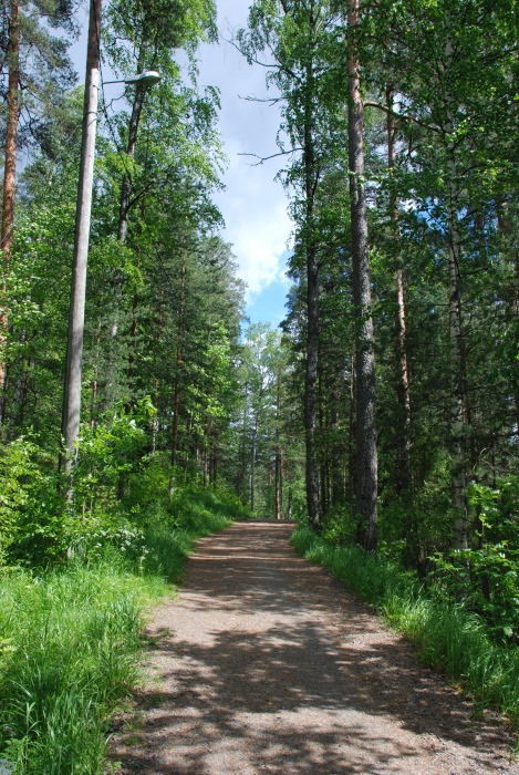 Forest in the city