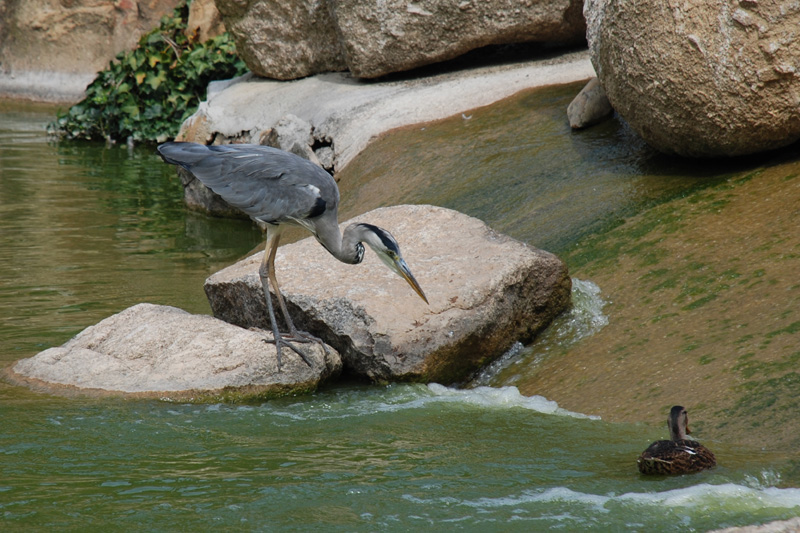 dsc_7190