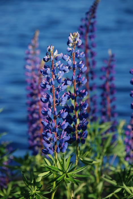 Flowers at Jyvasjarvi lake
