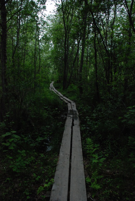 Path at lake