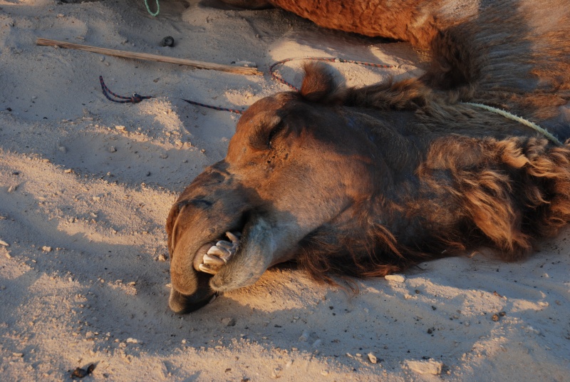 Dead camel II