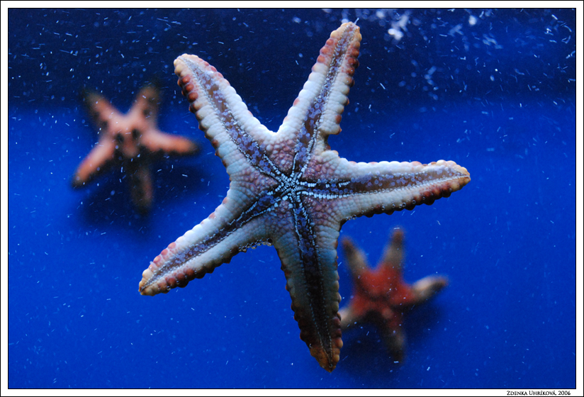 Starfish / Adteroidea / Hviezdica