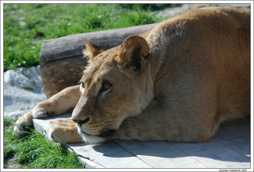 South African lion / Panthera leo krugeri / Lev juhoafrický
