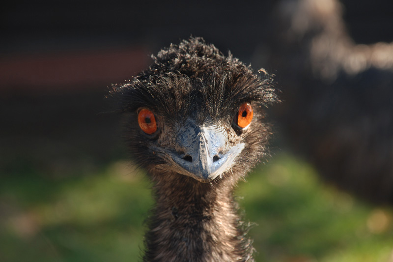 Emu / Dromaius novaehollandiae / Emu hnědý