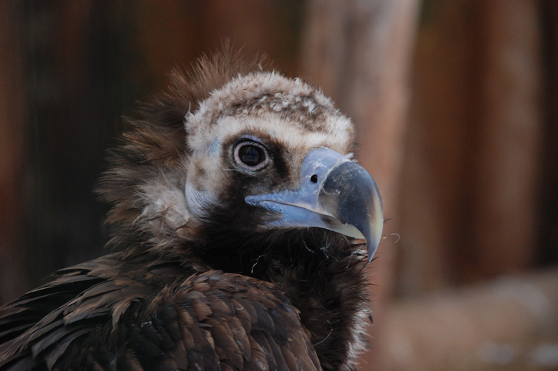 Eurasian black vulture / Aegypius monachus / Sup hnědý