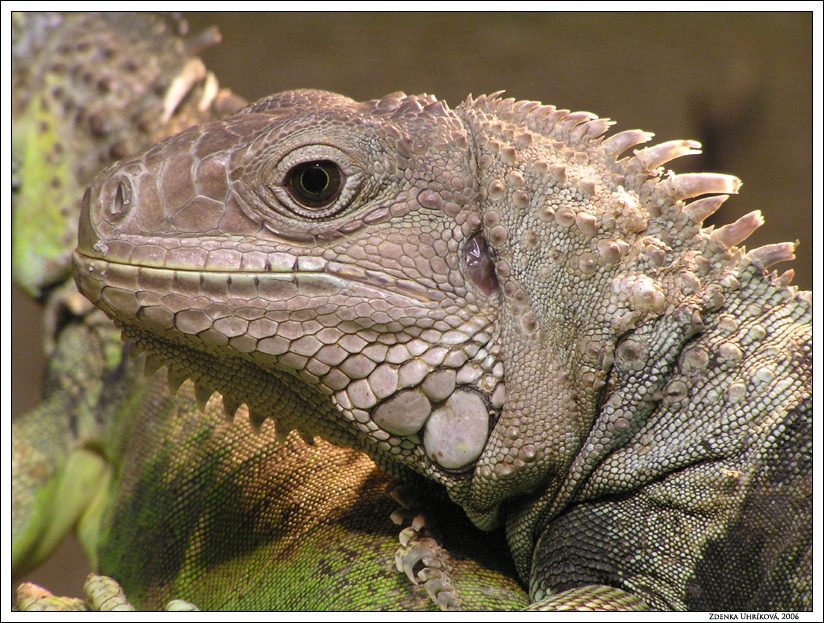 Green iguana / Iguana iguana / Leguán zelený