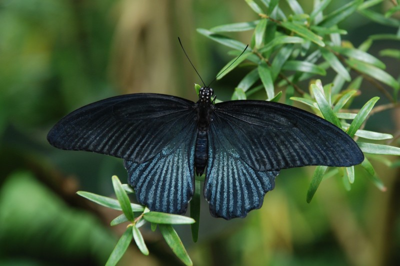 Papilio memnon / Great Mormon / Otakárek