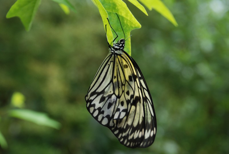 Idea leuconoe / Rice Paper butterfly