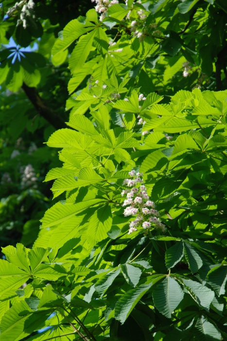 dsc_4199