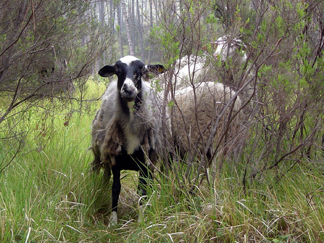 Taliansky les s ovcami