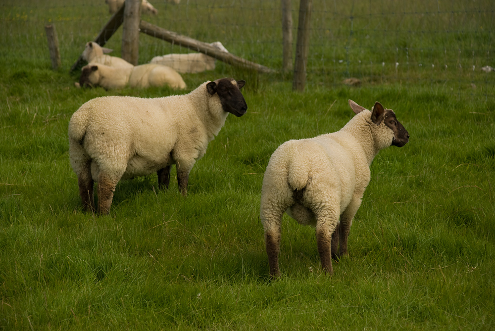 Beltany Stone Circle