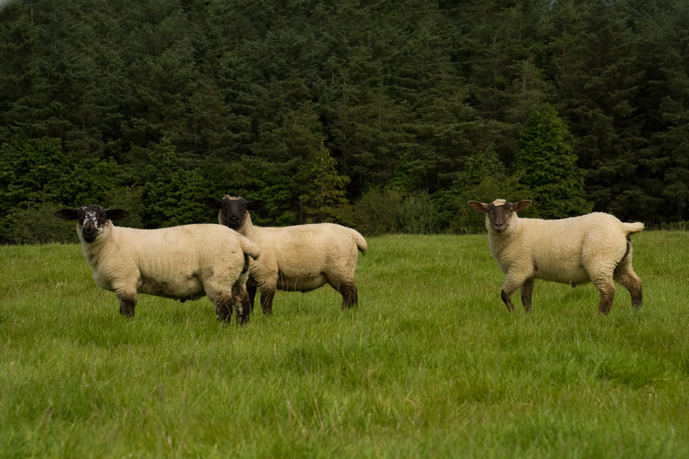dsc_8903m