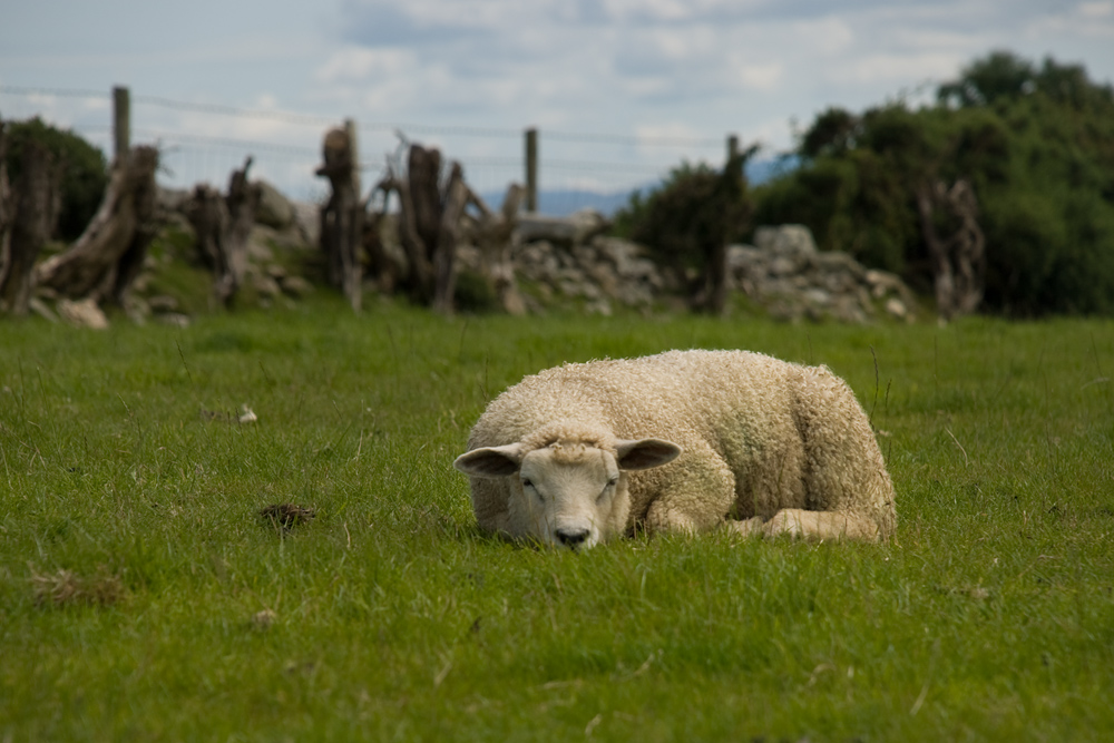 Beltany Stone Circle