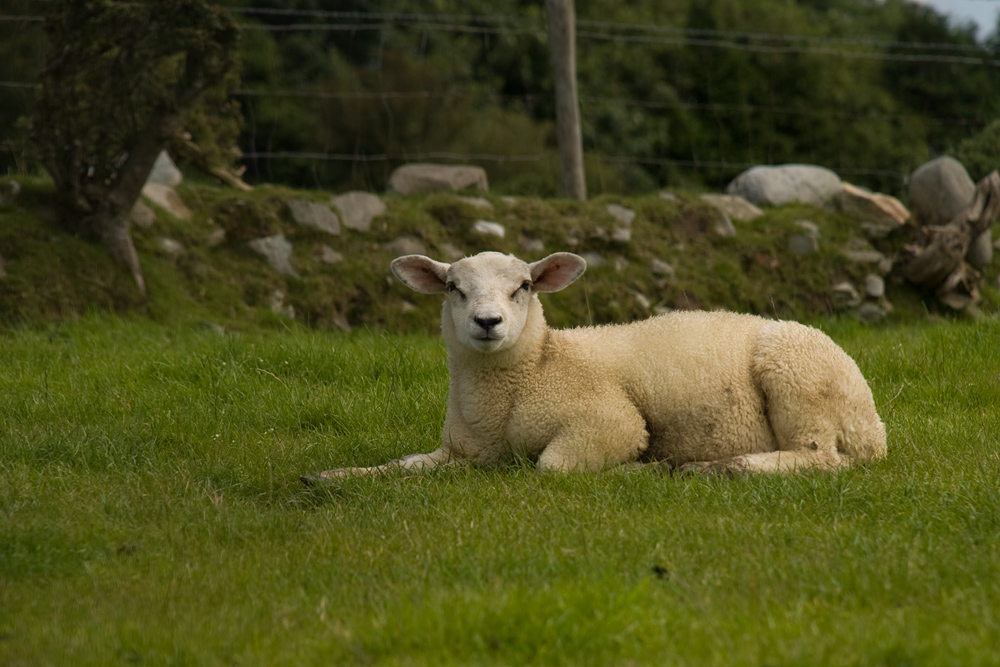 Beltany Stone Circle