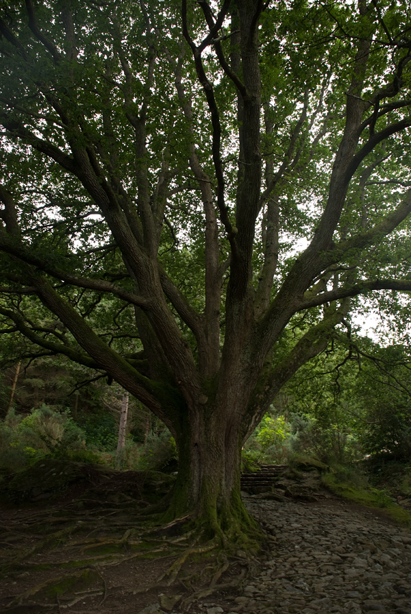 Big tree in Donard wood