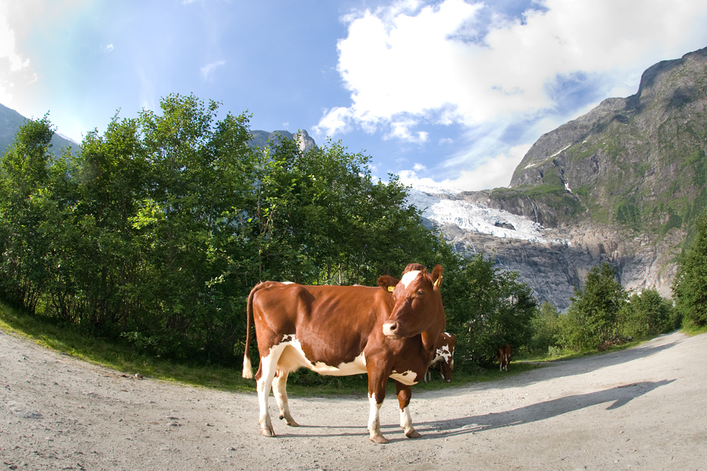 Cow at Bøjabreen :)